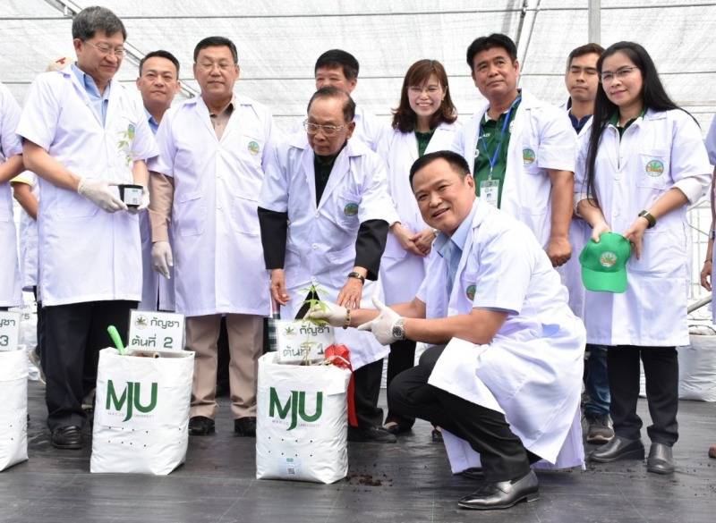 อนุทิน นำปลูกกัญชา “พันธุ์ไทย” เชิงอุตสาหกรรม 1.2 หมื่นต้น ที่ ม.แม่โจ้