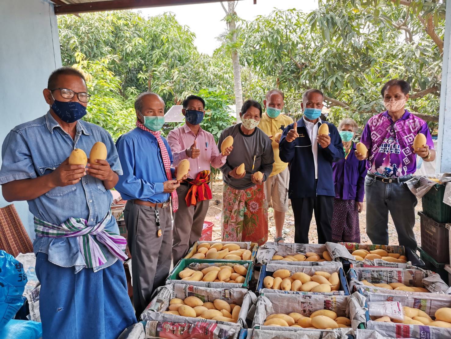 "ส.ส.สำลี" รับซื้อมะม่วงจากกลุ่มเกษตรกร อ.กุดรัง จ.มหาสารคาม เพื่อแจกจ่ายให้กับชาวบ้านที่ขาดแคลน และเดือดร้อนจากผลกระทบโควิด-19
