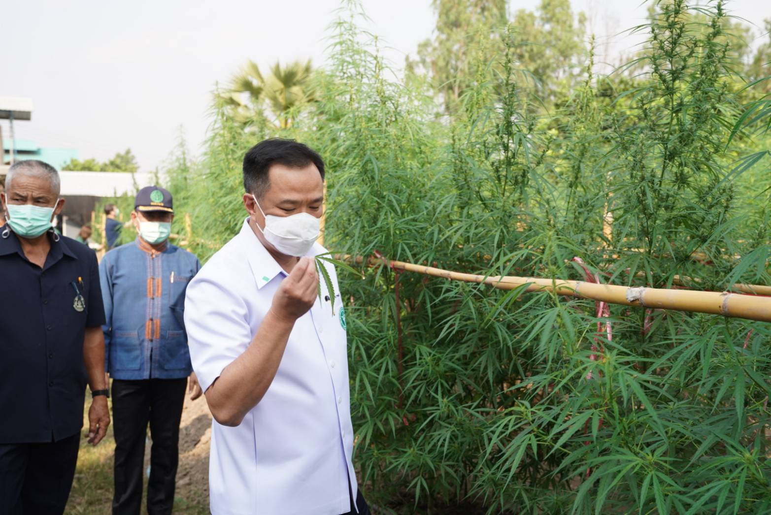 "อนุทิน" ชู ! ใบกัญชา ทำอาหาร ดัน ! ให้เป็นพืชเศรษฐกิจ  ยัน ! รัฐ ไม่ได้ดำเนินการช้า แต่เป็นไปตามกระบวนการ ย้ำ ! ปลูก 6 ต้น ต้องรวมตัวเป็นวิสาหกิจชุมชนดีที่สุด