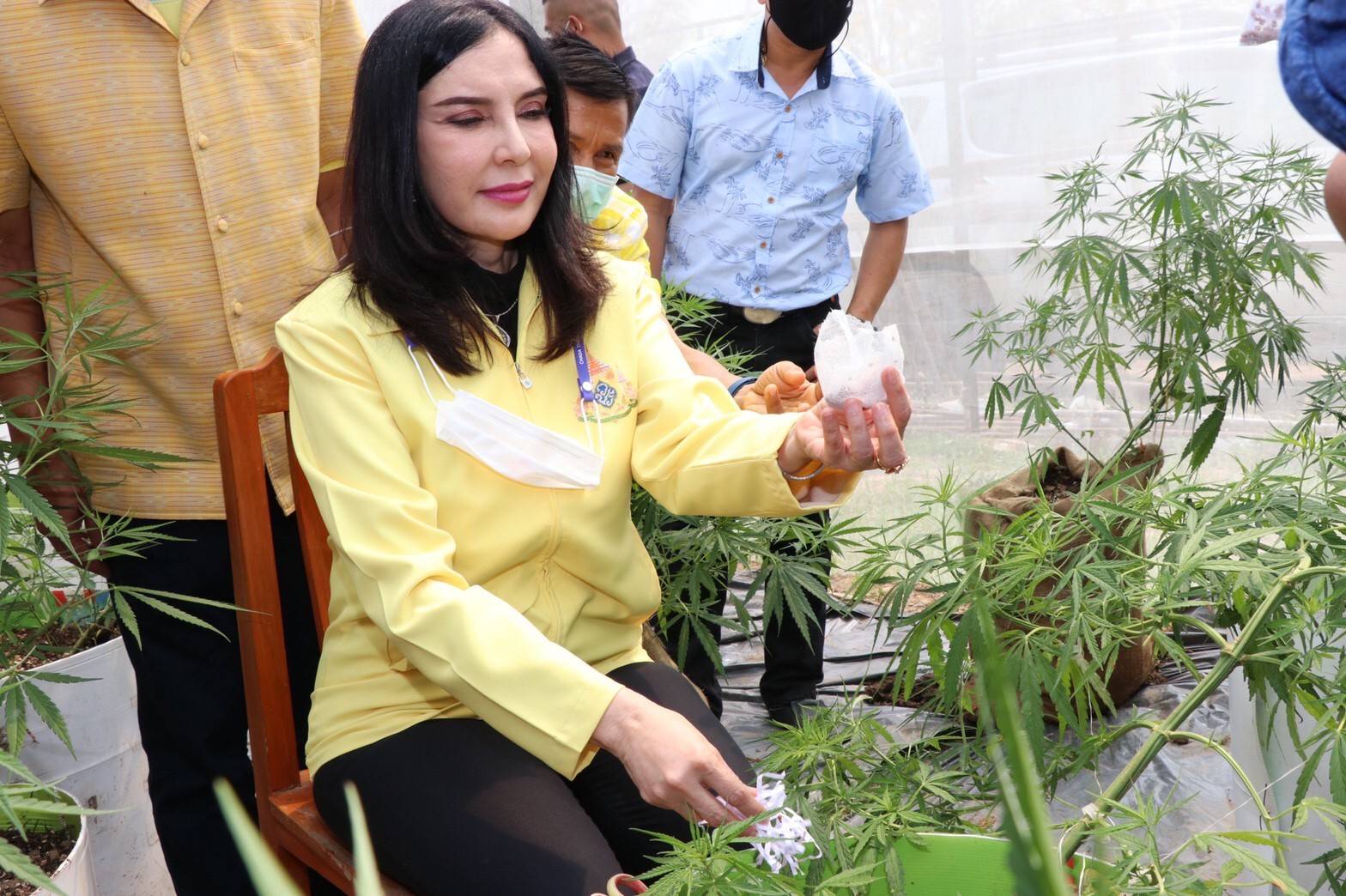 ‘รมช.มนัญญา’ ลุยปักหมุดขับเคลื่อนกัญชาเมืองอุทัย ดันเป็นพืชเศรษฐกิจทางเลือกใหม่