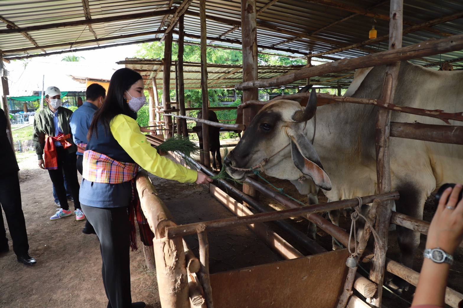 "รมช.มนัญญา" มอบสิ่งของเวชภัณฑ์ น้ำยาฆ่าเชื้อและยากำจัดแมลง ให้กับเกษตรกร สมาชิกสหกรณ์ เพื่อป้องกันการระบาดของโรคลัมปี สกิน (Lumpy Skin)ในโค และกระบือ ในพื้นที่ อ.กระสัง จ.บุรีรัมย์