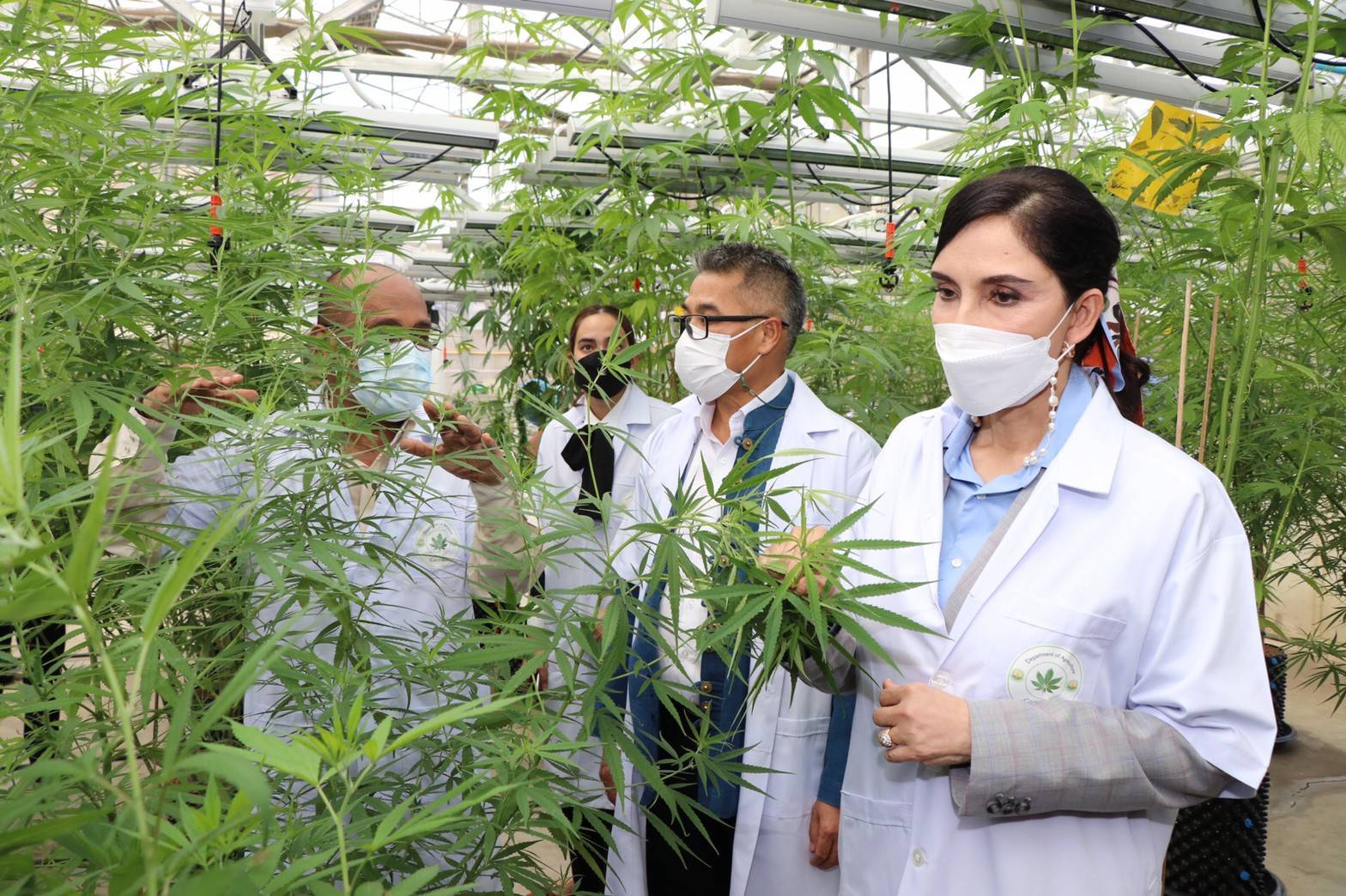 "รมช.มนัญญา" เยี่ยมชมงานวิจัยพืชสกุลกัญชา ที่อาคารปฏิบัติการ สำนักวิจัย และพัฒนาเทคโนโลยีชีวภาพ กรมวิชาการเกษตร