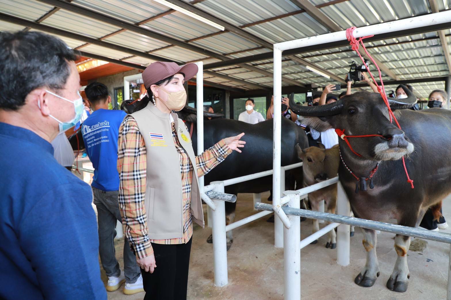 รมช.มนัญญา ลงพื้นที่มอบวัคซีนป้องกันโรคลัมปีสกิน (Lumpy Skin) พร้อมชมการฉีดวัคซีนในกระบือ