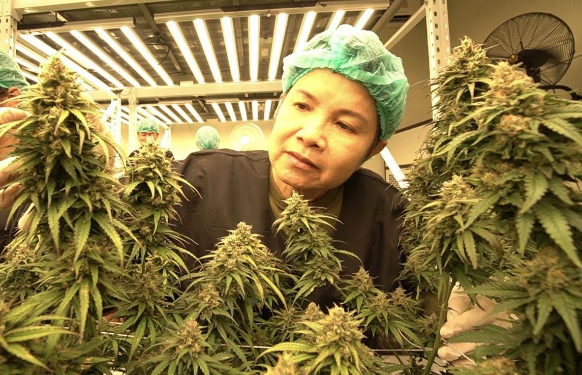 วิสาหกิจชุมชนฯ บ้านทุ่งแพม หนุนนโยบาย "อนุทิน" ปลดล็อก กัญชา ถูกกฎหมาย 100% ราก ล้ำต้น ใบ ช่อ ทุกส่วน ประชาชนปลูกได้ทั่วถึง