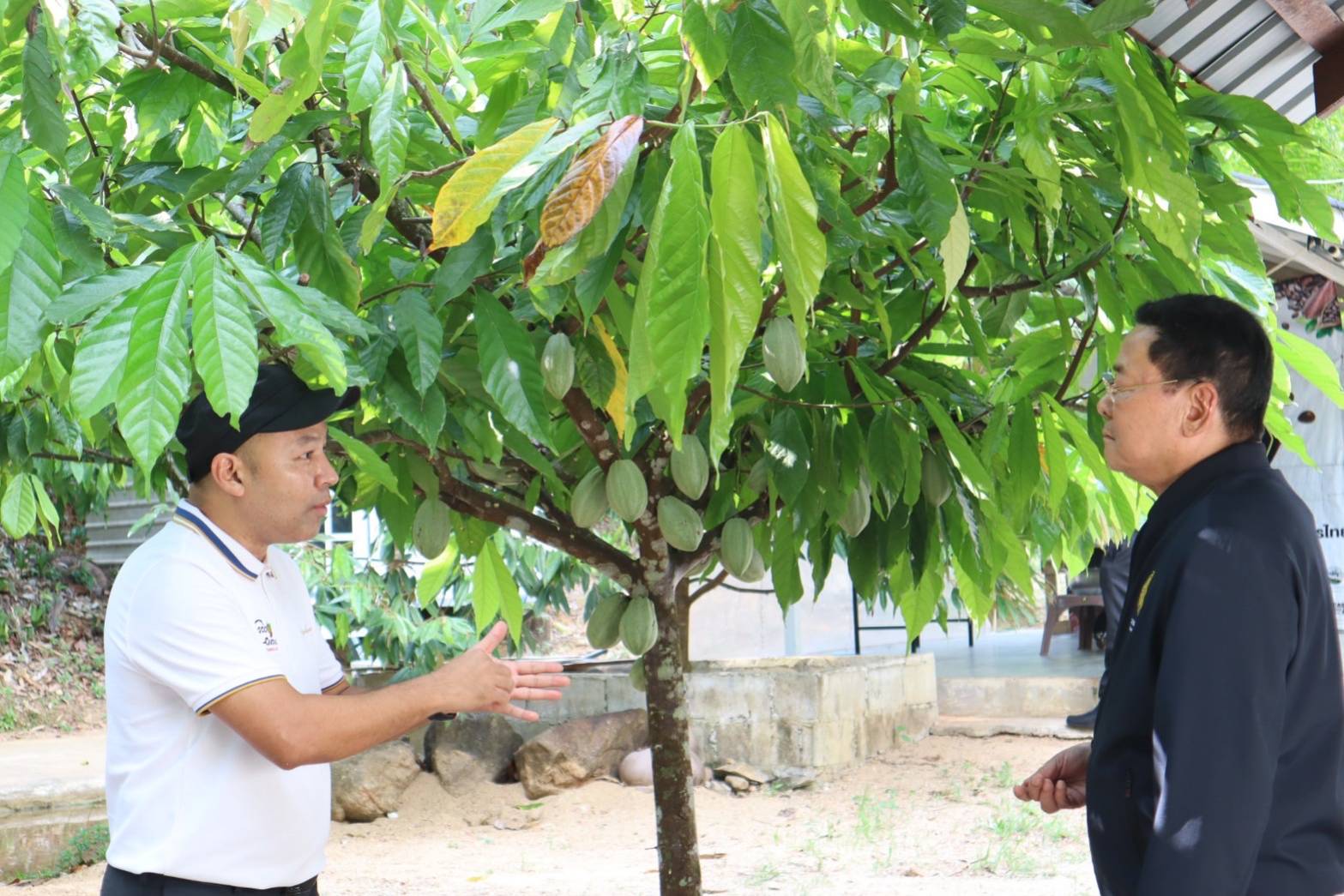 เดินหน้าต่อเนื่อง ”นภินทร“ เยี่ยม วิสาหกิจชุมชนโกโก้ระนอง ดัน! ตลาดโกโก้เข้าสู่ตลาดโลก.